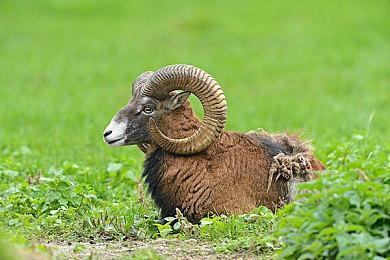 《神之浩劫》新赛季“希望赛季”CG预告 3月28日上线